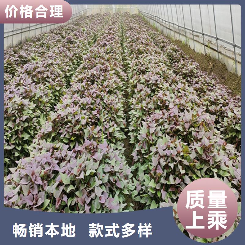 【紫薯苗羽衣甘蓝粉适用范围广】<当地>生产厂家