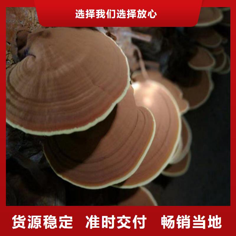 发货及时的灵芝超细粉天博体育网页版登陆链接附近厂家