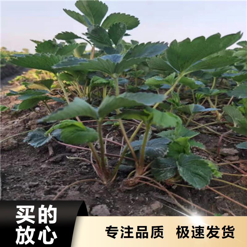 【草莓苗_油桃苗品质值得信赖】细节之处更加用心