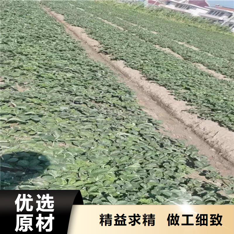 【草莓苗樱桃树苗好产品放心购】支持定制