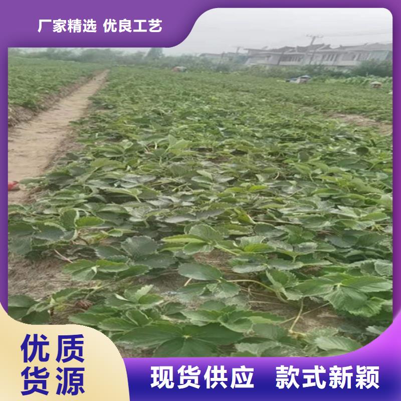 草莓苗-烟福8苹果苗源头工厂厂家直营