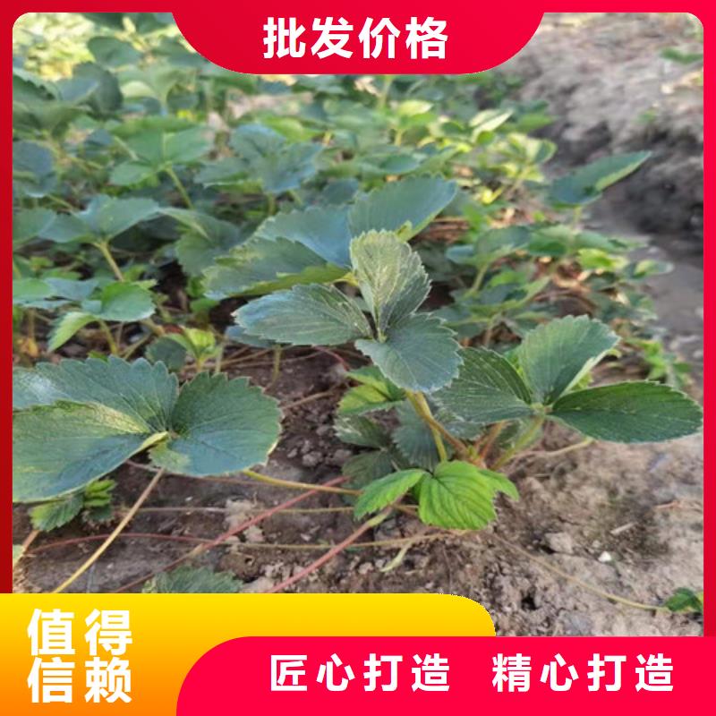 草莓苗无花果苗支持定制让客户买的放心