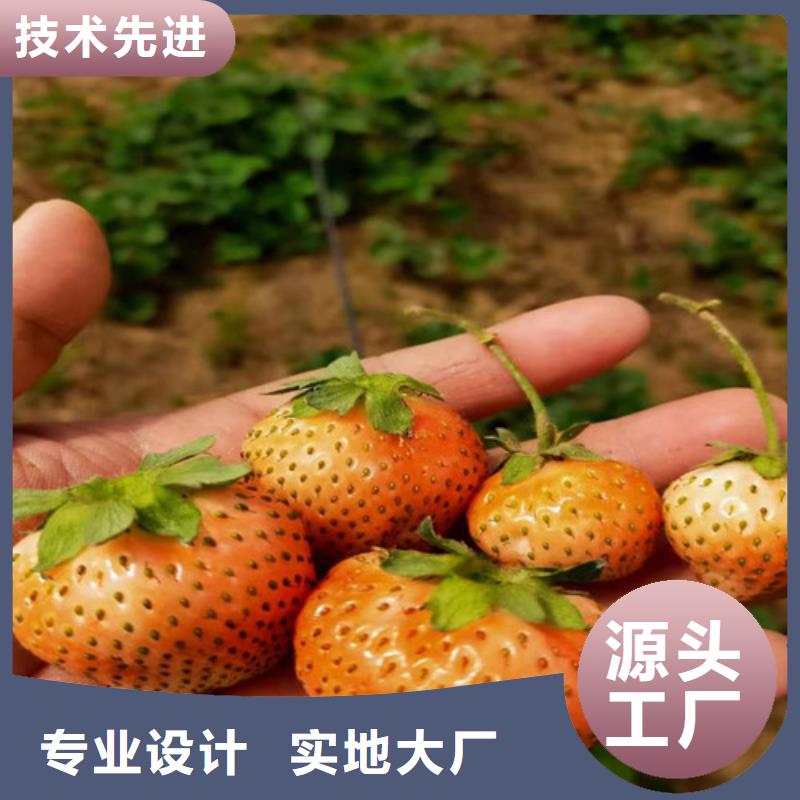 【草莓苗】_大棚草莓苗48小时发货品质好才是硬道理