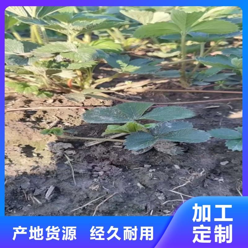 【草莓苗】_大棚草莓苗好产品价格低大品牌值得信赖