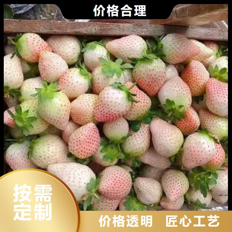 【草莓苗】苹果苗现货实拍丰富的行业经验