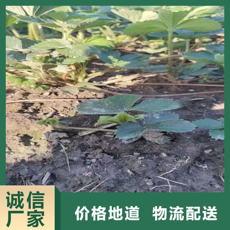 【草莓苗】金银花树苗品质商家当地经销商