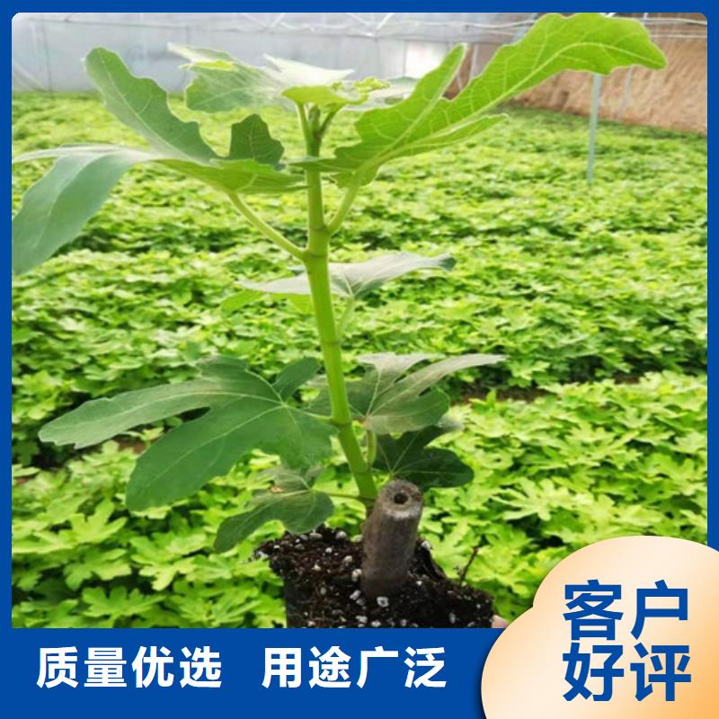 【无花果】金银花树苗我们更专业优选厂商