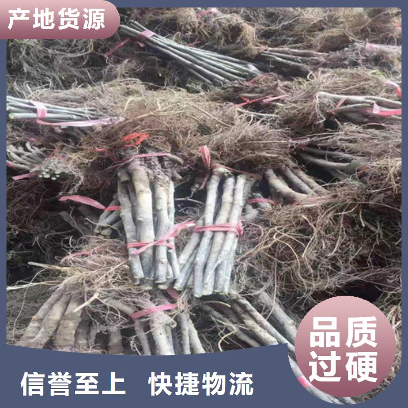 无花果核桃苗厂家直销直供不只是质量好