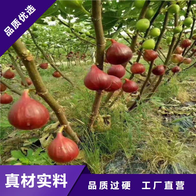 无花果-桃树苗常年供应附近公司