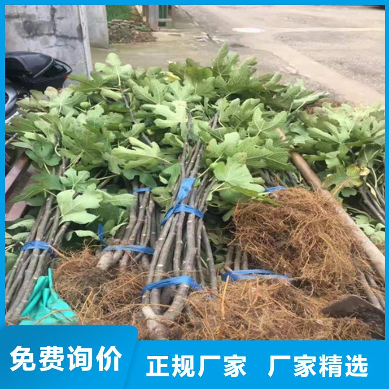 无花果樱桃树苗细节严格凸显品质当地厂家