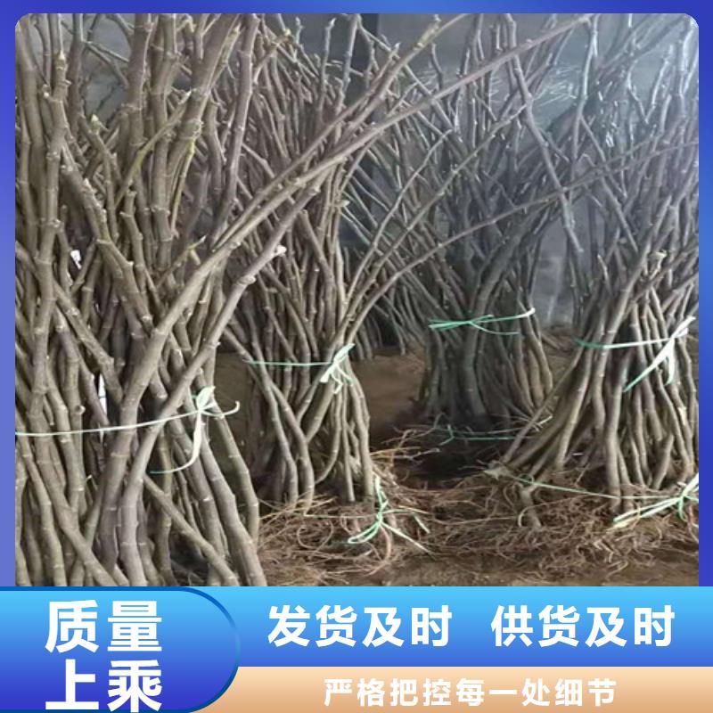 【无花果,烟福8苹果苗品质可靠】一站式供应厂家