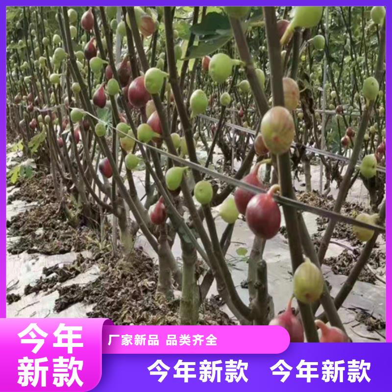 【无花果辣椒苗敢与同行比服务】同城厂家