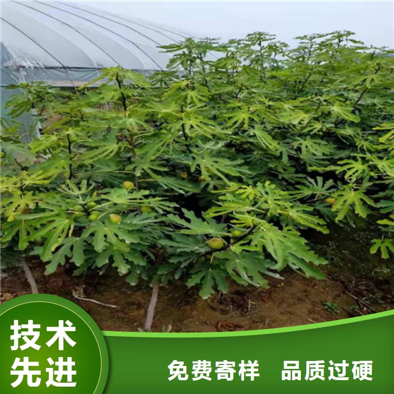 无花果_大棚草莓苗现货销售厂家工艺先进