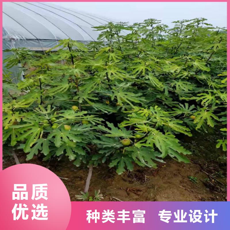 无花果海棠盆景苗优良工艺精选厂家好货