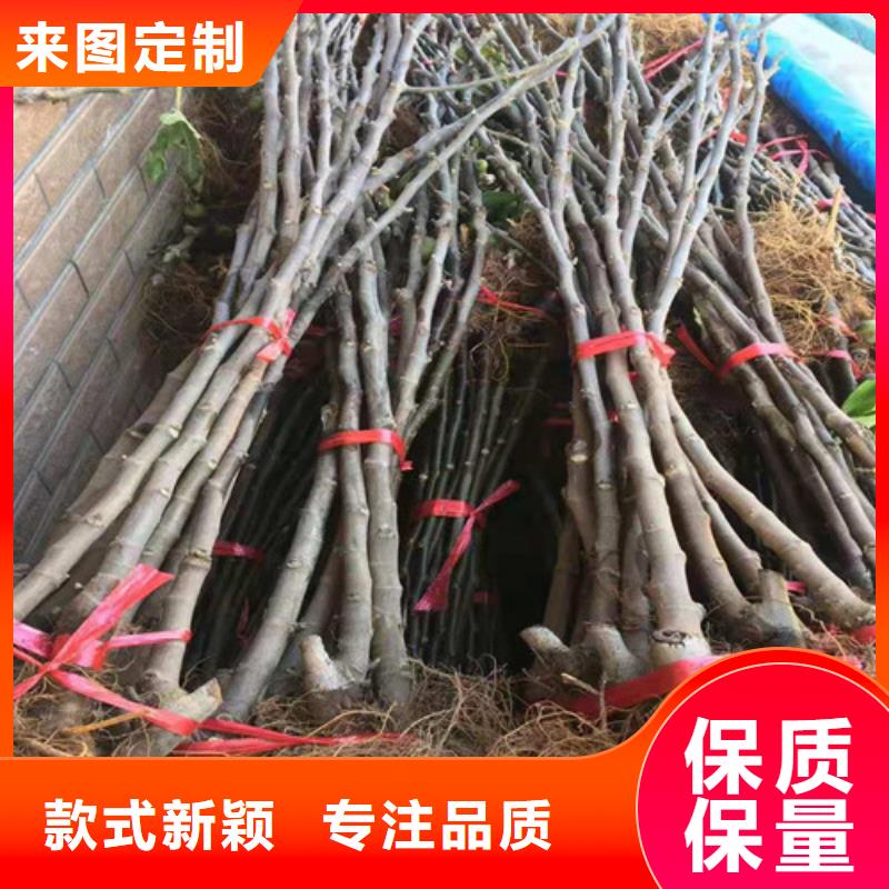 无花果枣树苗免费安装优势