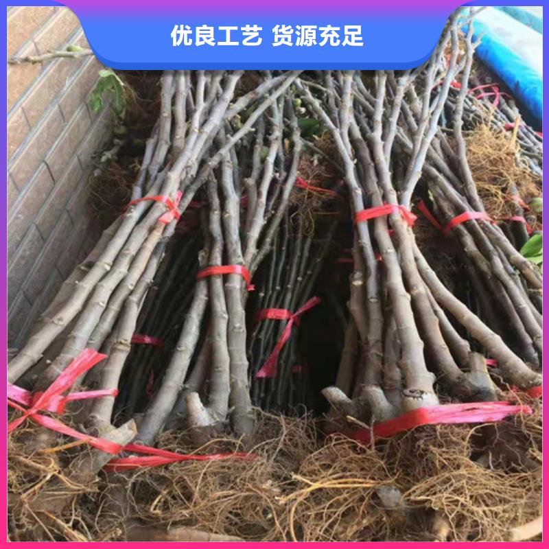 无花果蟠桃苗出厂价附近制造商