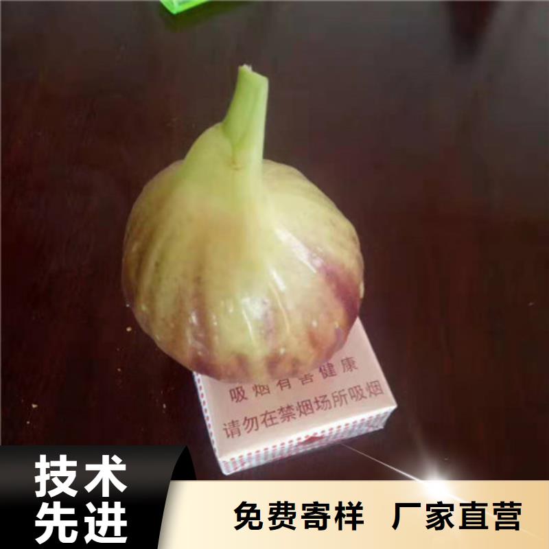 无花果桃树苗厂家大量现货货真价实