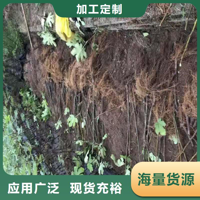 无花果【红颜草莓苗】用的放心质量优选