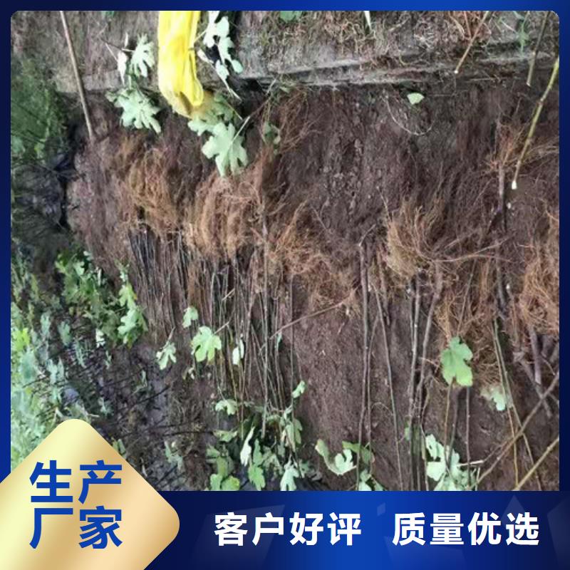 无花果【大金星山楂苗】产地采购放心购