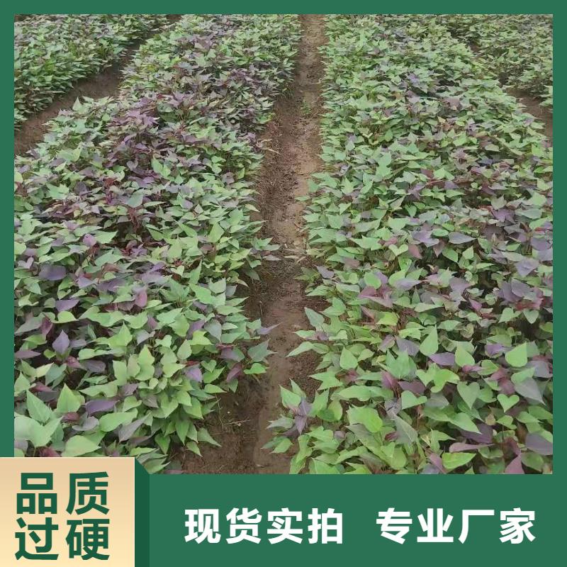 【紫薯苗羽衣甘蓝粉厂家直销供货稳定】【当地】货源