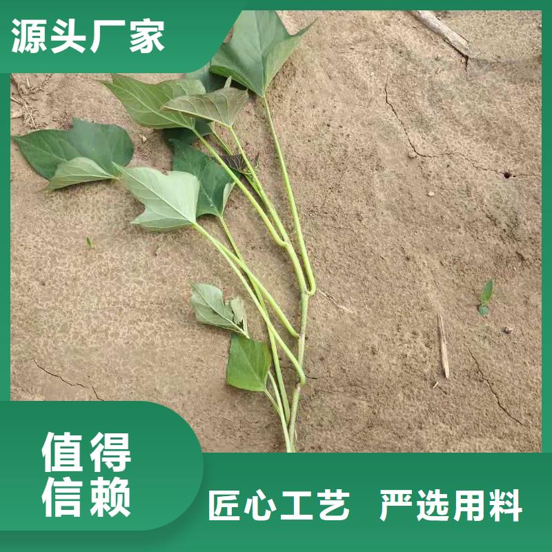 紫薯苗羽衣甘蓝粉技术先进[当地]经销商