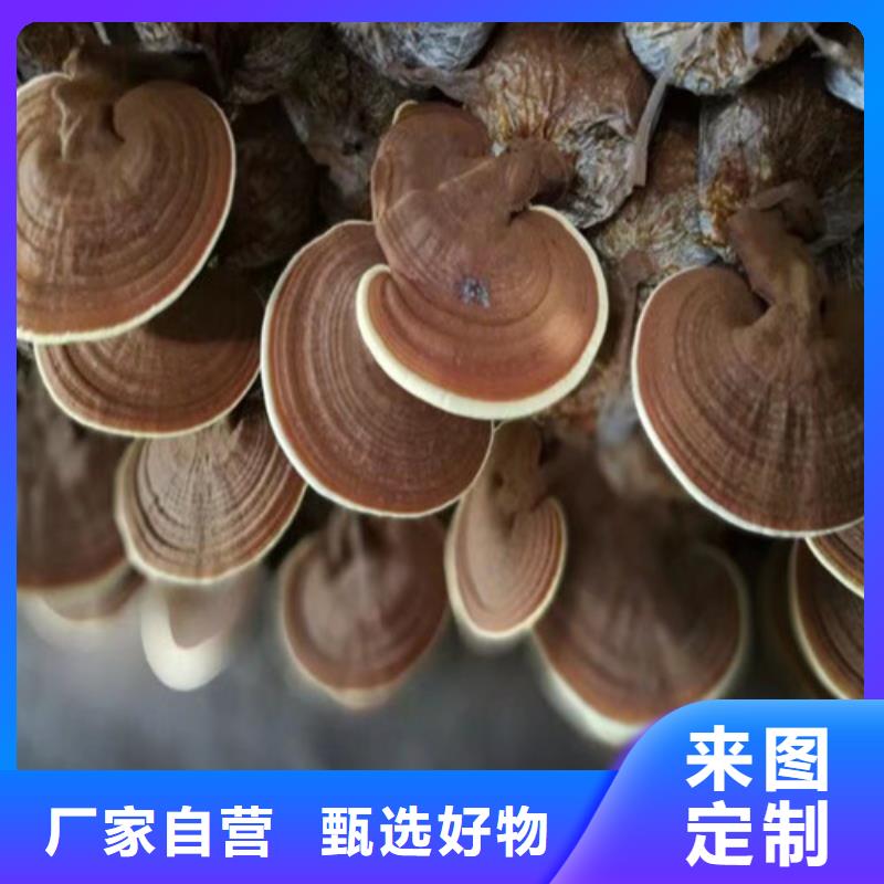 破壁灵芝粉质优价廉好品质经得住考验