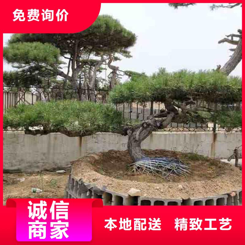 造型松经营造型松库存量大<本地>生产商