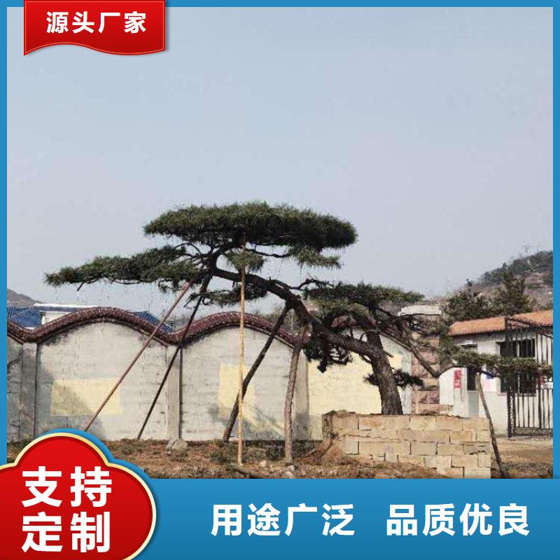 【造型松-造型池松批发商】实体厂家大量现货