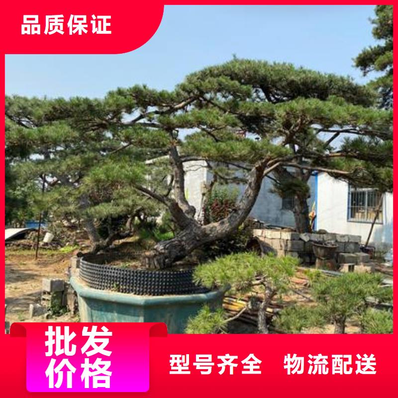 【造型松】盆景多种场景适用【当地】生产厂家