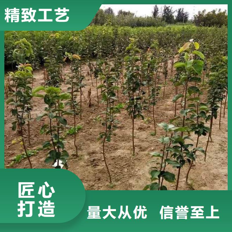 梨梨树苗基地材质实在厂家规格全