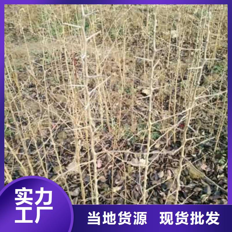 杜梨杜梨苗一手货源使用方法