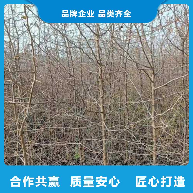 杜梨-【梨树苗基地】供应商【当地】品牌