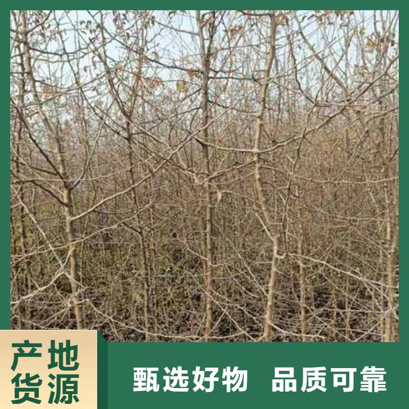 【杜梨海棠苗专注细节使用放心】当地品牌