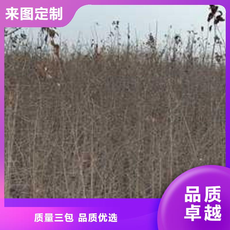 杜梨梨树苗基地大库存无缺货危机当地天博体育网页版登陆链接