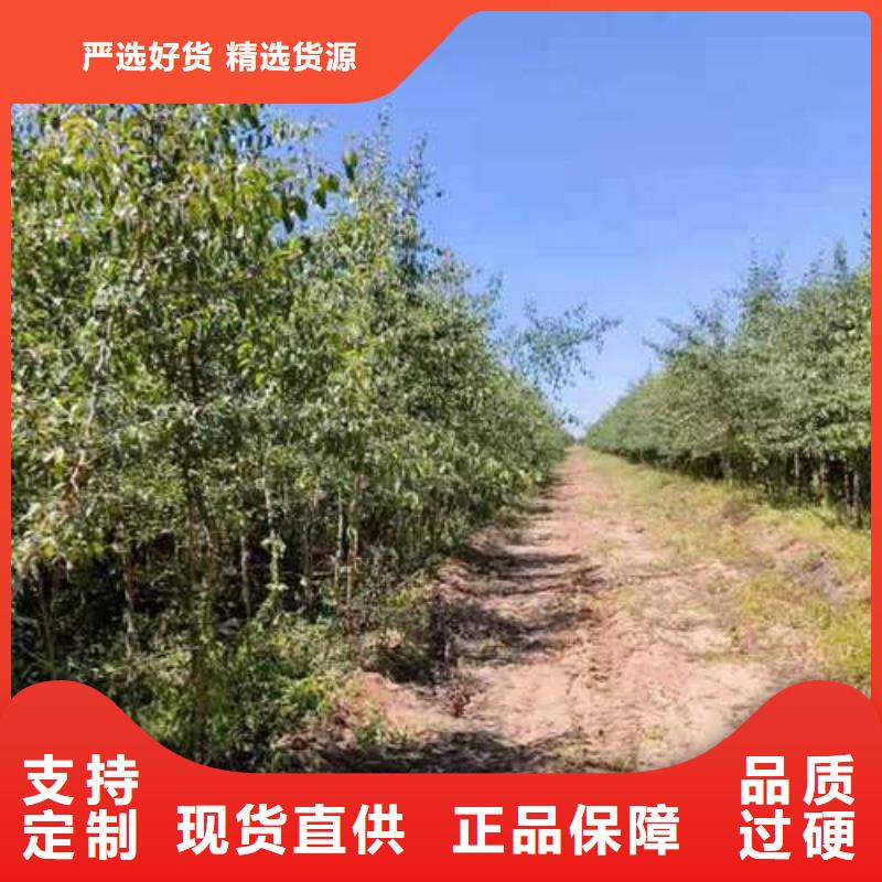 【杜梨】,梨树苗基地按需定做同城货源