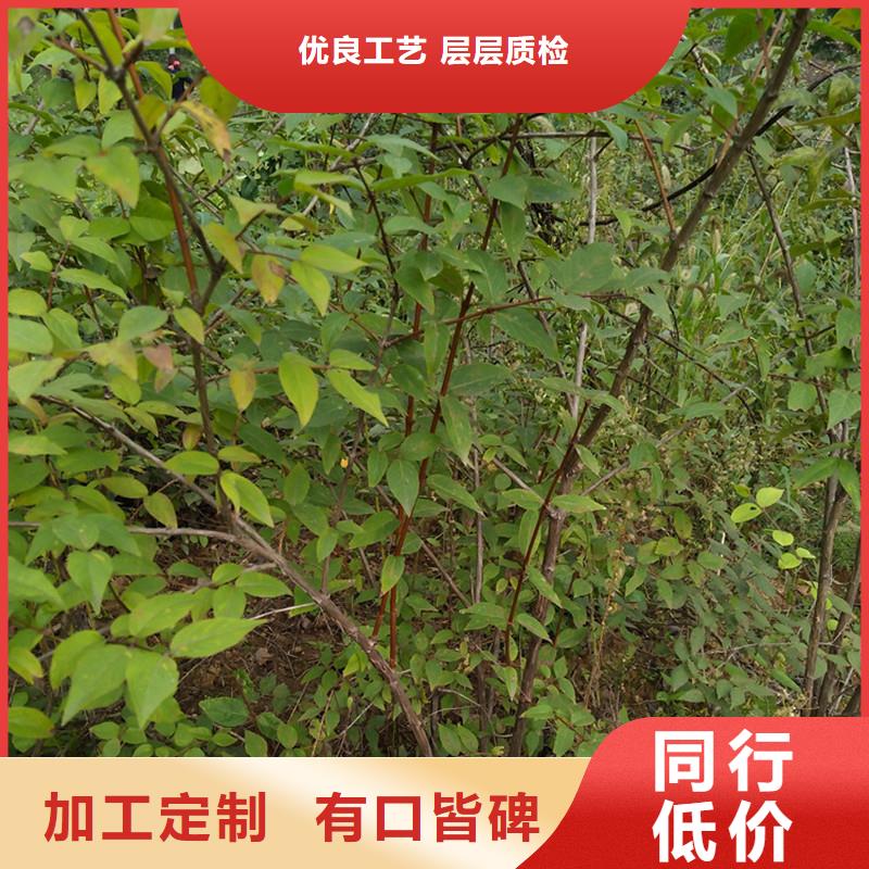 【杈杷果苹果苗质量无忧】来电咨询