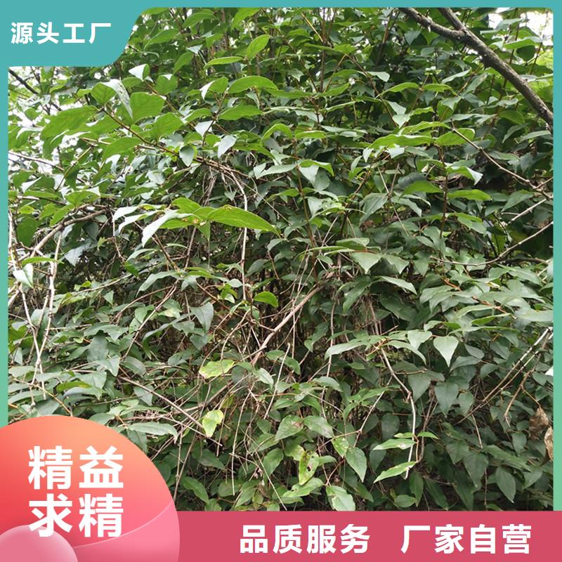 杈杷果桃树苗实体厂家大量现货本地货源