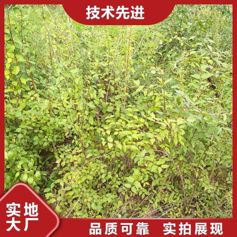 杈杷果【苹果苗】注重细节当地天博体育网页版登陆链接