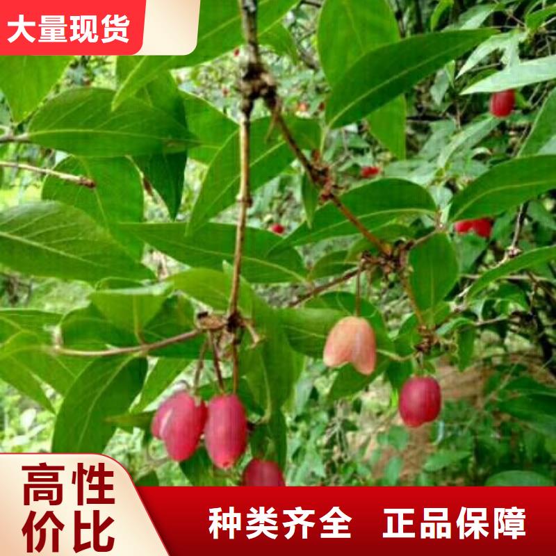 杈杷果无花果苗质量牢靠快捷物流