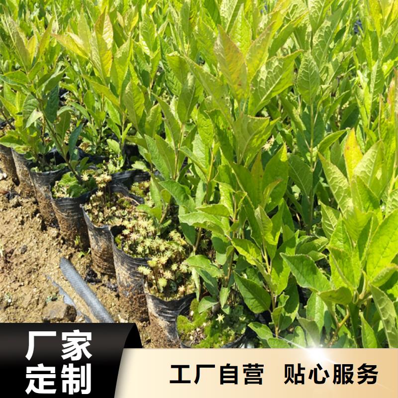 【北美冬青】苹果苗厂家工艺先进严选材质