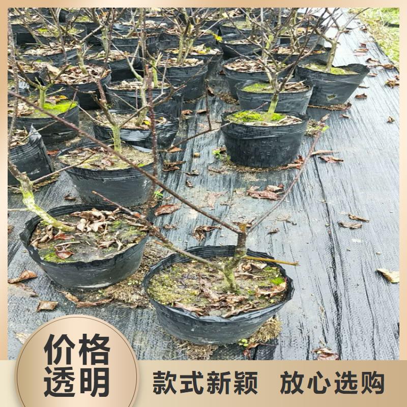 ​北美冬青西瓜苗现货满足大量采购【当地】制造商