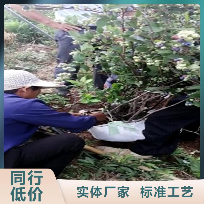 蓝莓苗,无花果苗采购实力优品