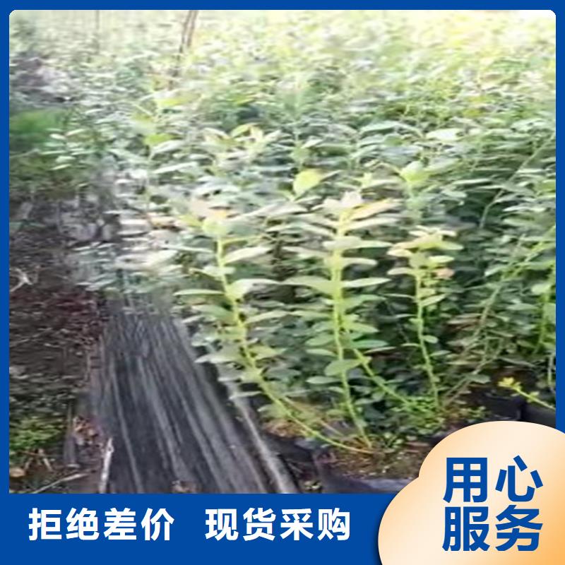 蓝莓苗樱桃苗多种工艺原厂制造