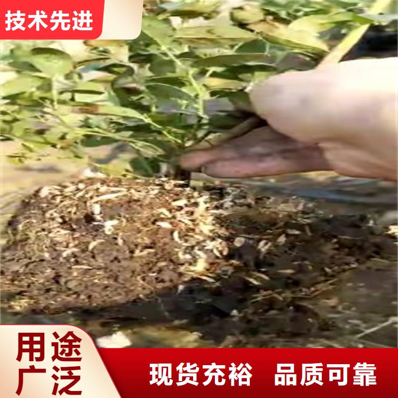 蓝莓苗桃树苗型号齐全细节严格凸显品质