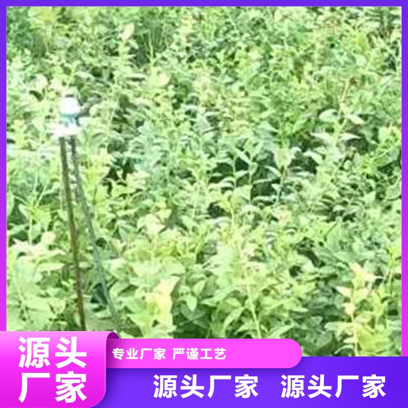 蓝莓苗 【樱桃苗】现货直供放心购