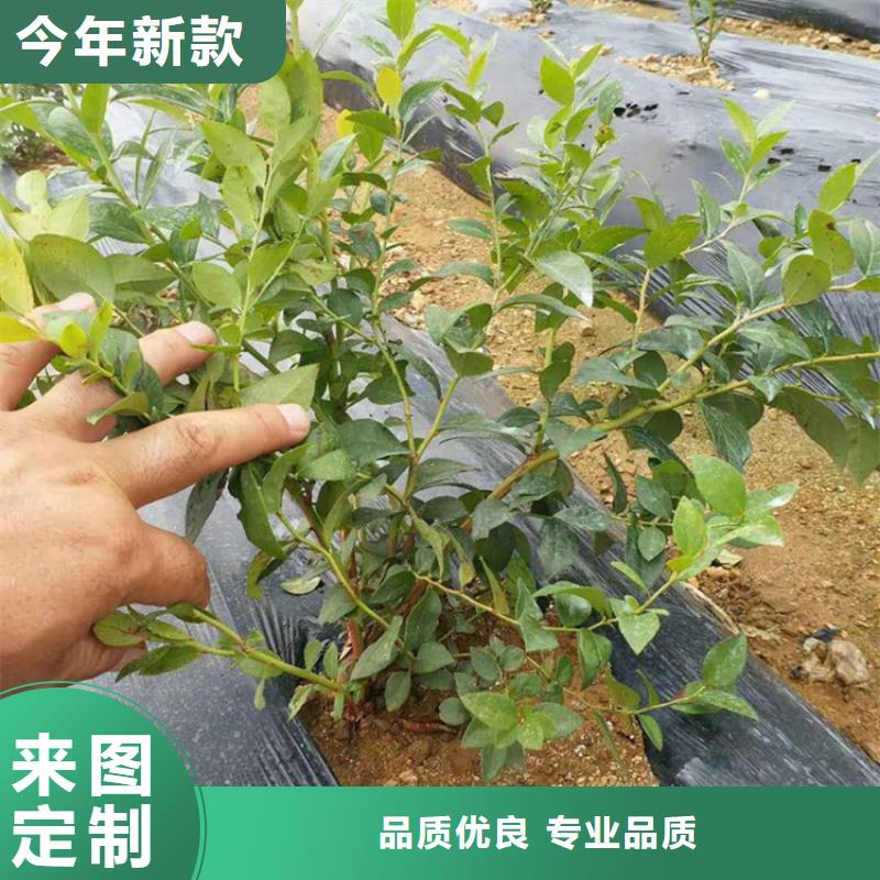 蓝莓苗_【西瓜番石榴苗】做工细致工程施工案例