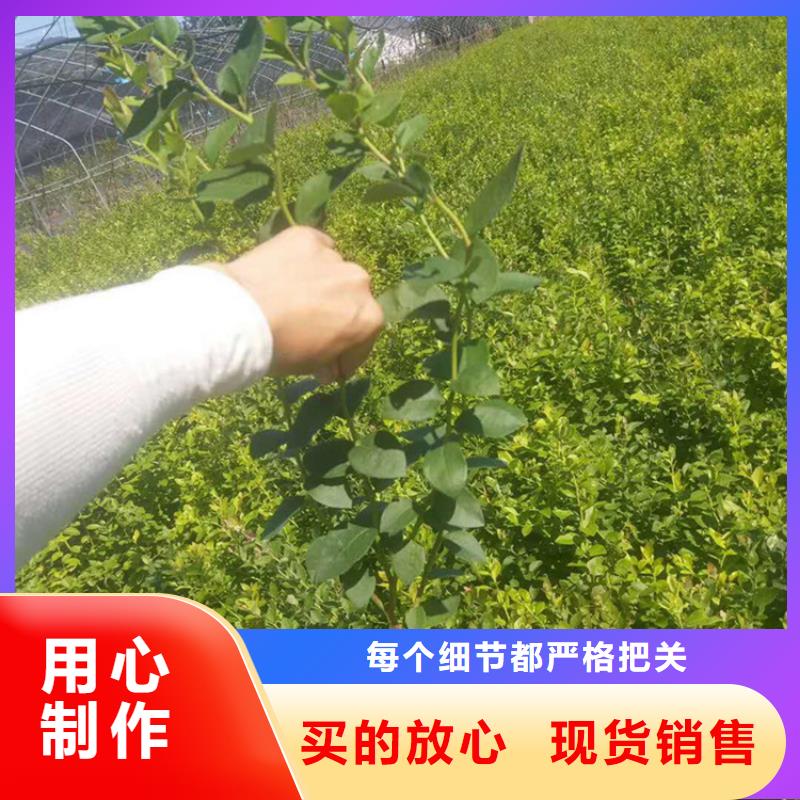 蓝莓苗现货批发实力优品