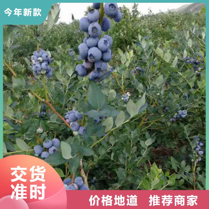 蓝莓苗,苹果苗厂家品控严格当地公司