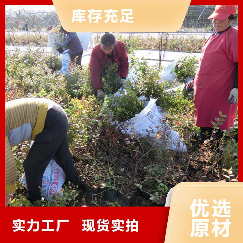 蓝莓苗梨树苗批发供应型号齐全