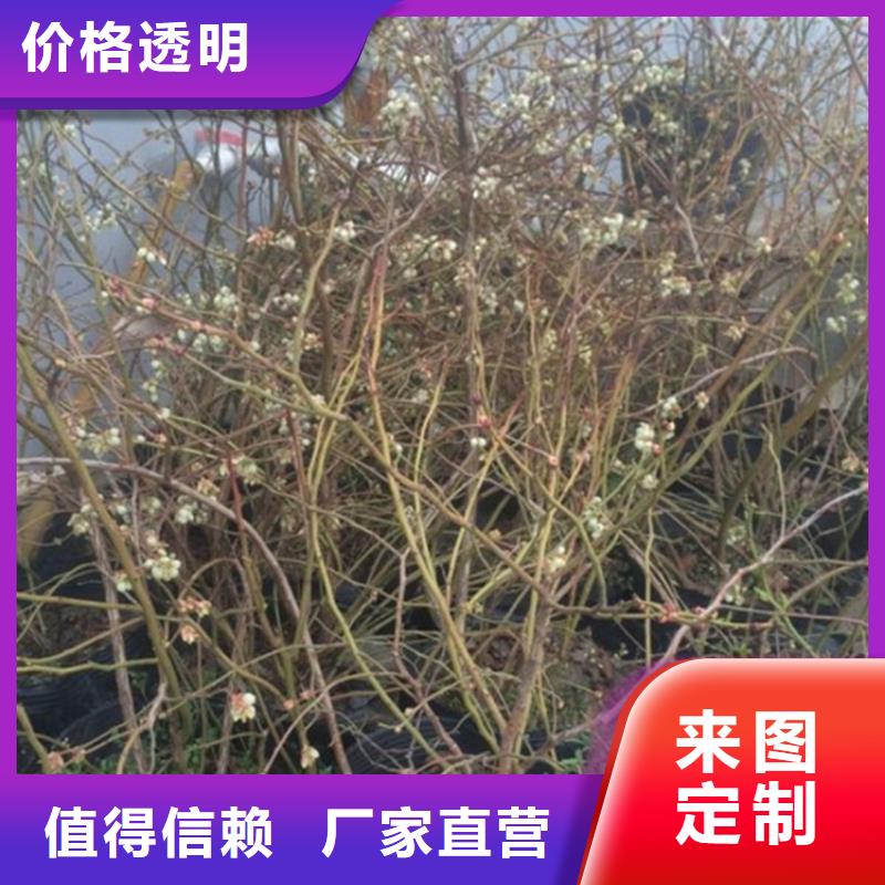 【蓝莓苗】草莓苗推荐厂家多种规格可选